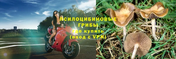 ГАЛЛЮЦИНОГЕННЫЕ ГРИБЫ Аркадак